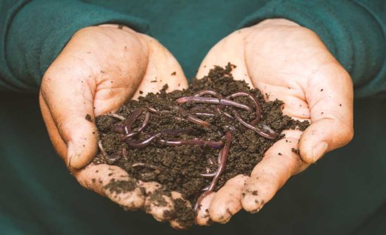 waste-management-symbol-earthworms-on-a-persons-hand-550px